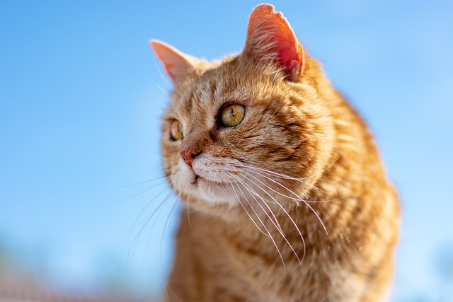 Marmalade Felines