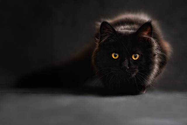Orange Cat Resources