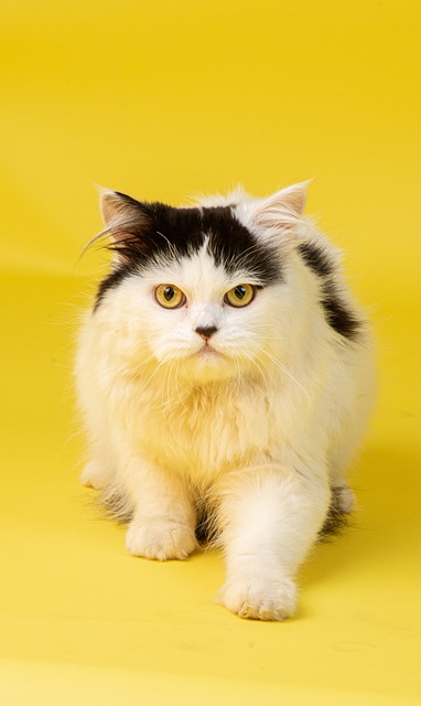 Orange Cat Resources