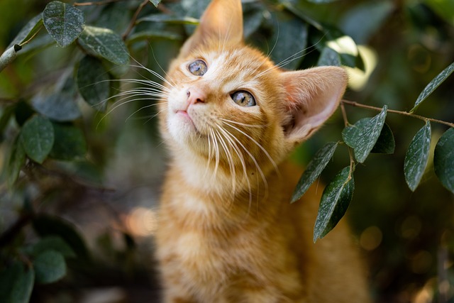 Orange Cats