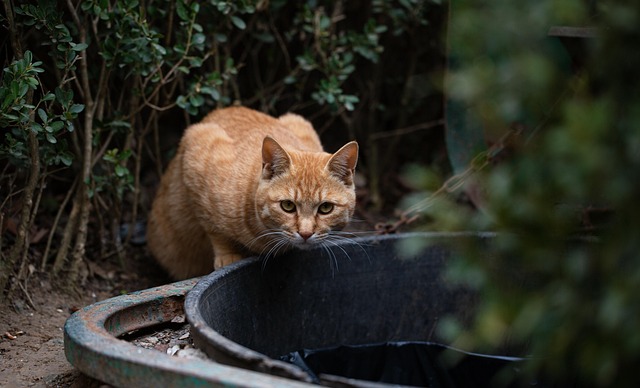 Orange Felines