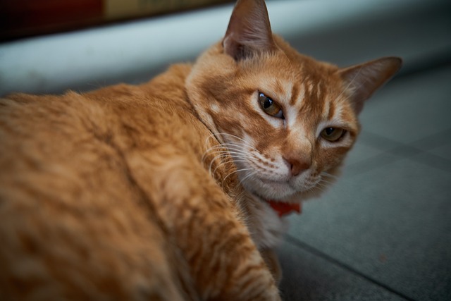 Orange Tabbies