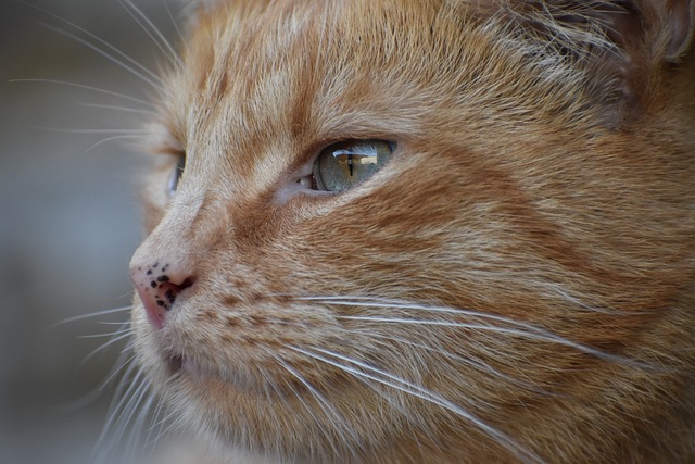 Celebrating the Unique Charm and Personality of Orange Tabbies