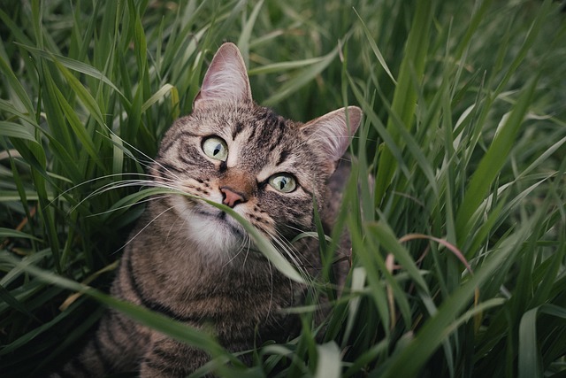 Orange Tabby