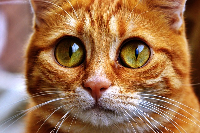 Discovering the Charms of Bright, Lovable Orange Tabby Cats