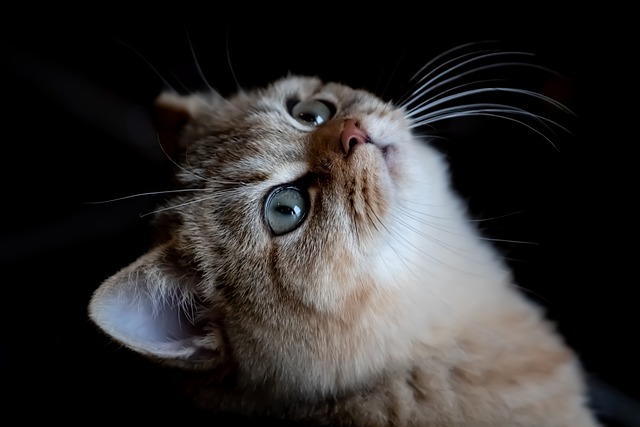 Orange Tabby Cats