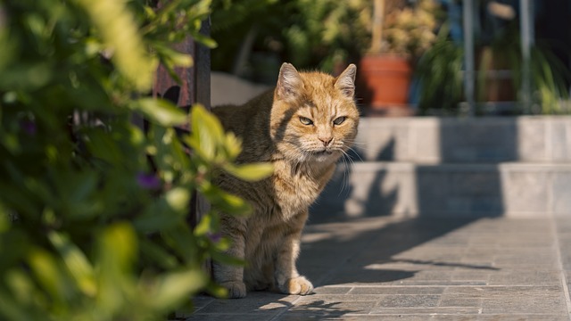 Orange Tabby Cats