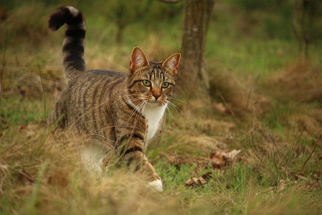 Unveiling the Allure of Orange Tabby Kittens and Adults