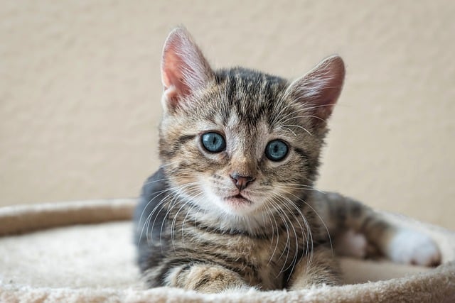 Orange Tabby Kitten