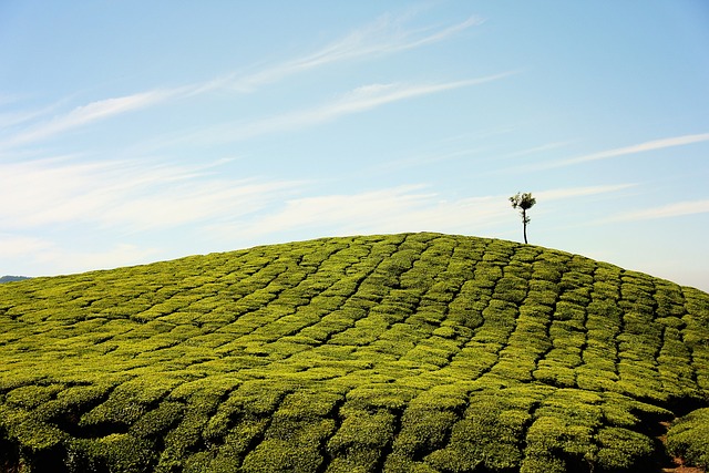 Unveiling the Refreshing Best Peppermint Teas