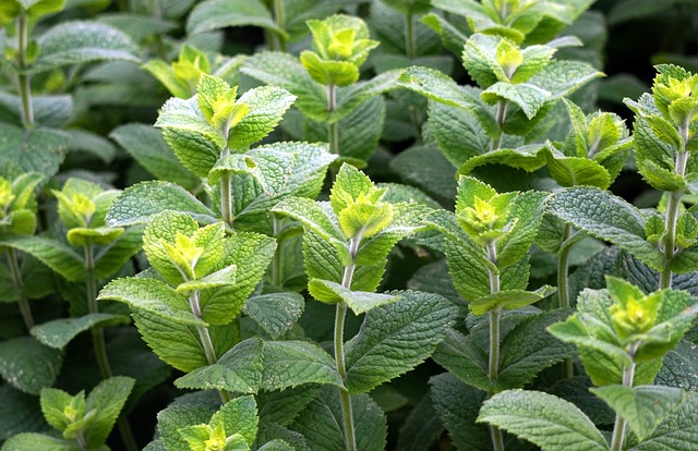 Unleash Ayurvedic Power: The Healing Benefits of Peppermint Tea