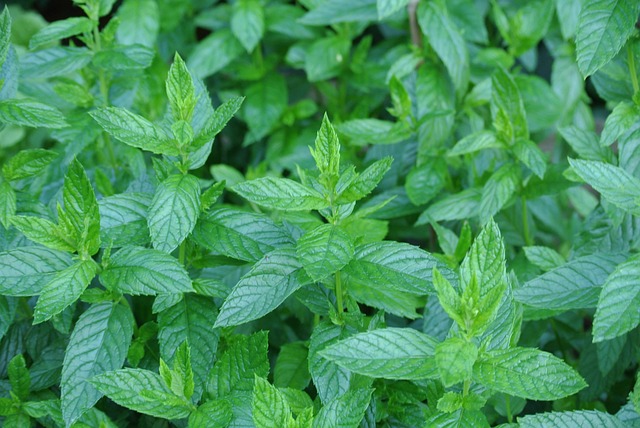 Global Cultural Love for Peppermint Tea: Health Benefits and Traditions