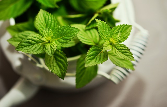 Peppermint Tea: Historical Journey and Global Health Trends