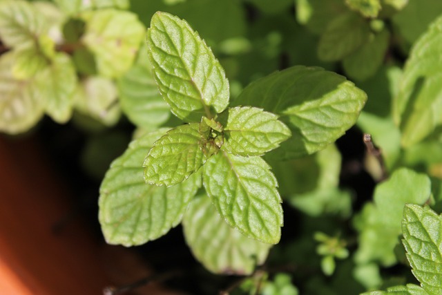 Unleash Refreshment: Discover Top Best Peppermint Teas for Health and Flavor