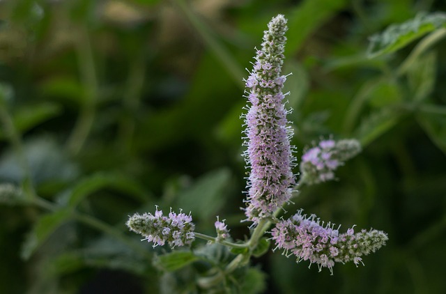 peppermint-tea-640x480-41110481.jpeg