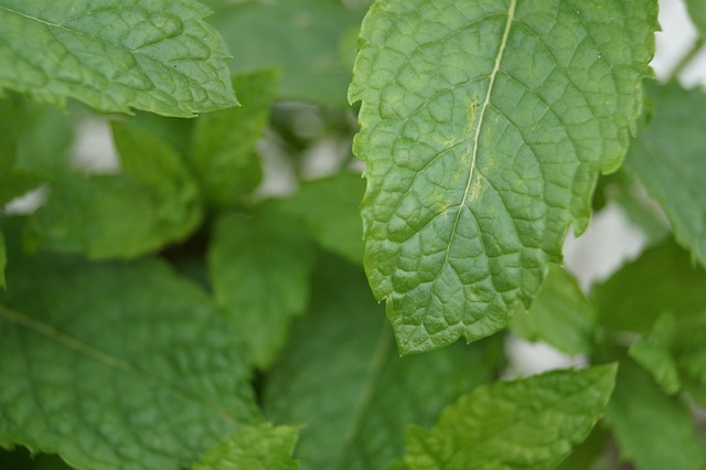 Mastering Peppermint Tea Brewing: Simple Guide to Optimal Flavor