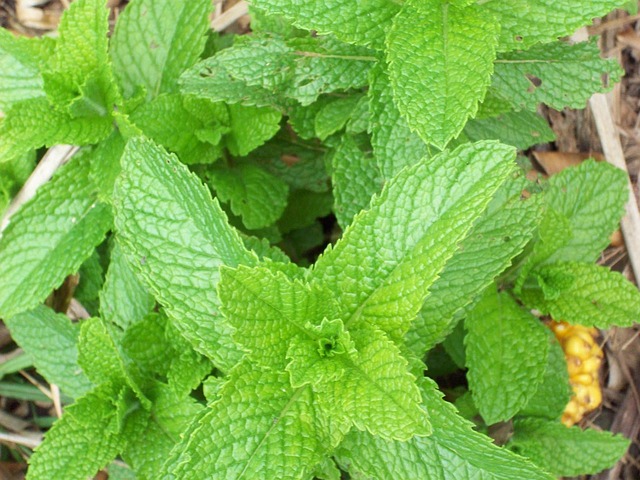 Peppermint Tea for Skin: Unlocking Youthful Radiance and Clear Complexion