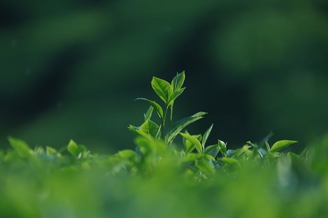 Peppermint Tea