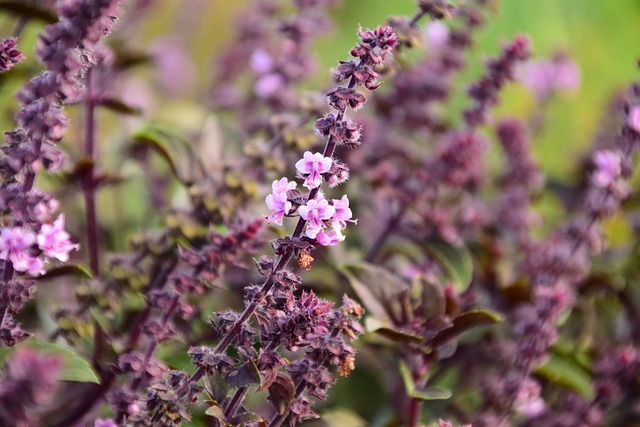 Peppermint Tea: Your Soothing Ritual for Stressful Days