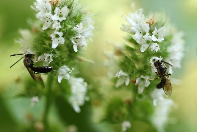 Unraveling the Refreshing Essence of Peppermint Tea