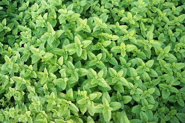 peppermint-tea-640x480-79430551.jpeg