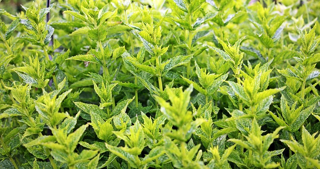 Unwind with Peppermint Tea: Calming Moments from Head to Toe