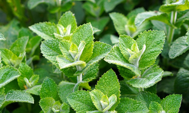 Peppermint Tea