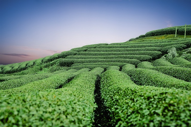 peppermint-tea-benefits-640x480-13950316.jpeg