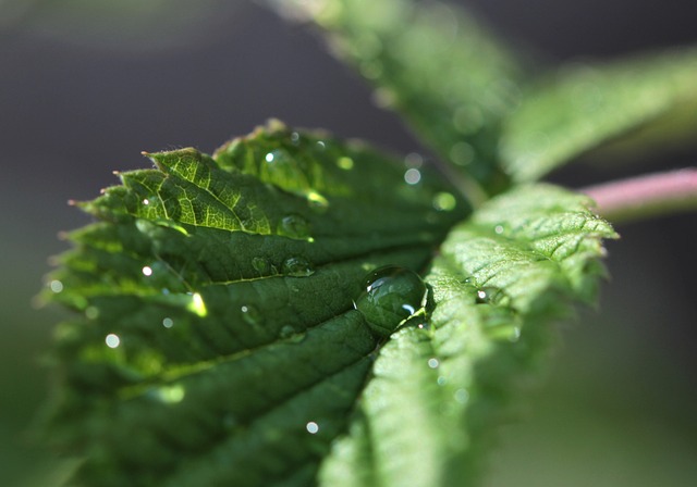 Cultivating Mint for Tea: A Comprehensive Guide to Growing Peppermint