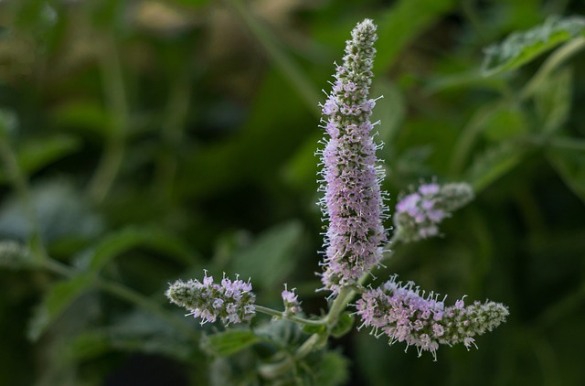 Peppermint Power: Unlocking Health Benefits from Head to Toe