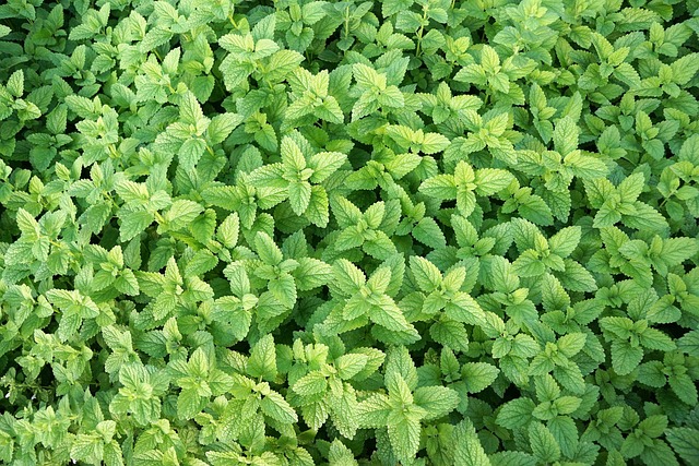 Unveiling the Historical Roots of Peppermint Tea’s Global Appeal