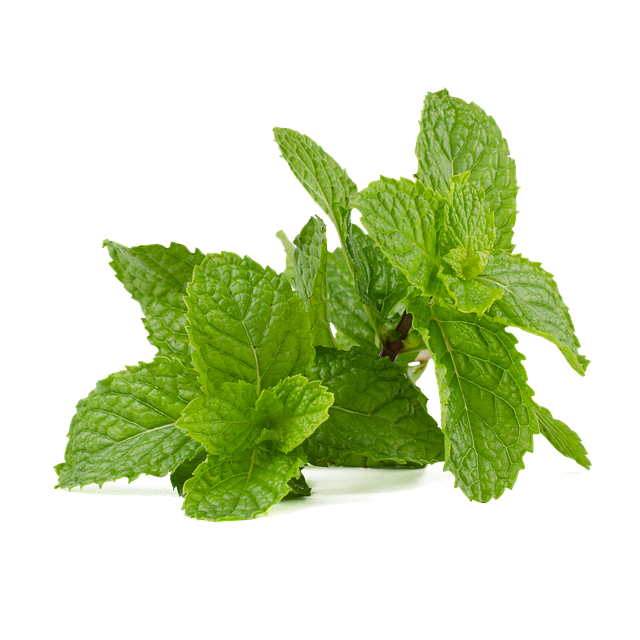 Unleash the Power of Peppermint: Health Benefits Revealed