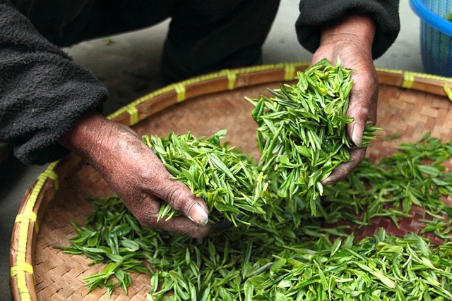 Peppermint Tea Recipes: From Drinks to Desserts for Holiday Cheer