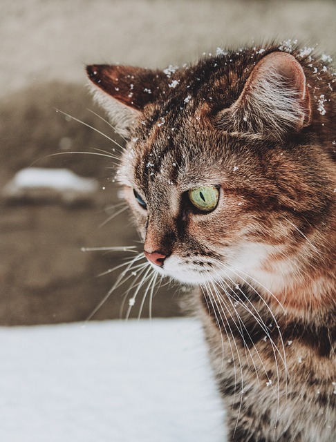 Unleashing the Charm: Exploring Tabby Cat Culture and Care