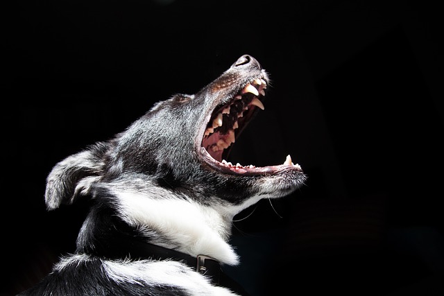 Tooth Extractions: Navigating Gentle Care for a Better Smile