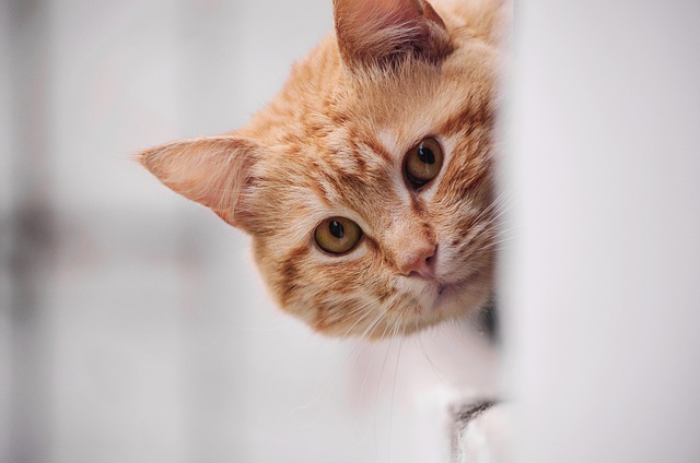 Adorable Orange Tabbies