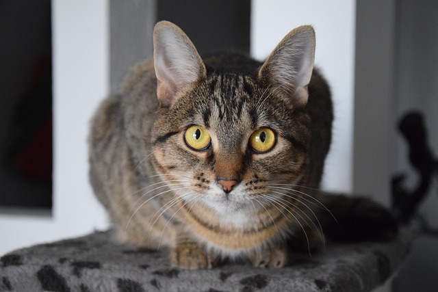 Adorable Orange Tabbies: Charm, History, and Health Unveiled