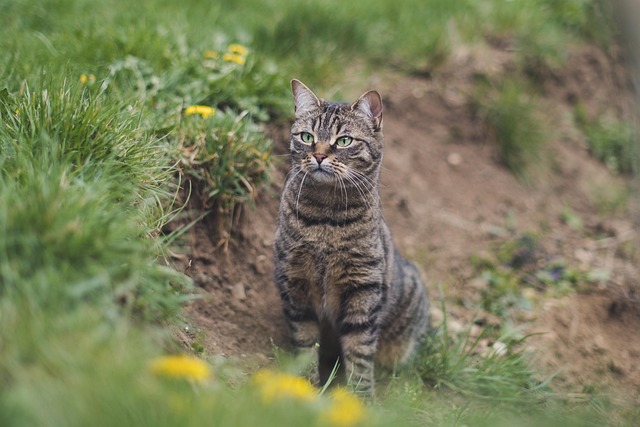 Unveiling the Allure of Adorable Orange Tabbies: From History to Health