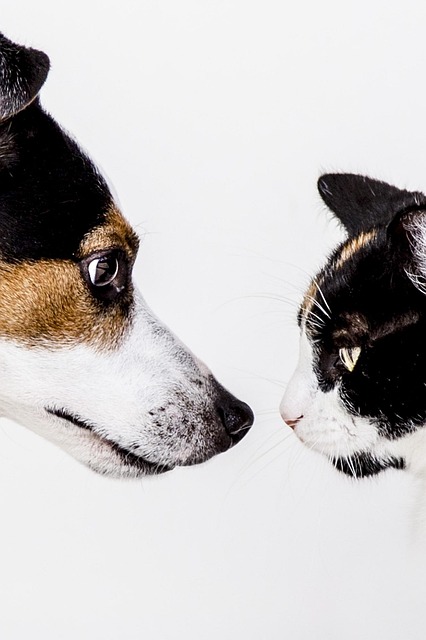 best air purifier for pets