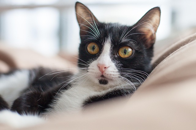 best air purifier for pets