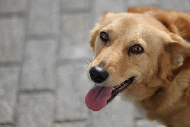 best air purifier for pets