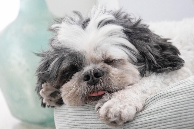 best-air-purifier-for-pets-640x480-49552028.jpeg
