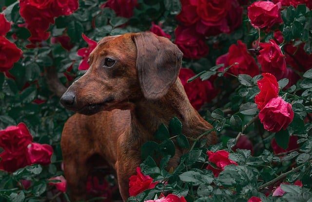best air purifier for pets