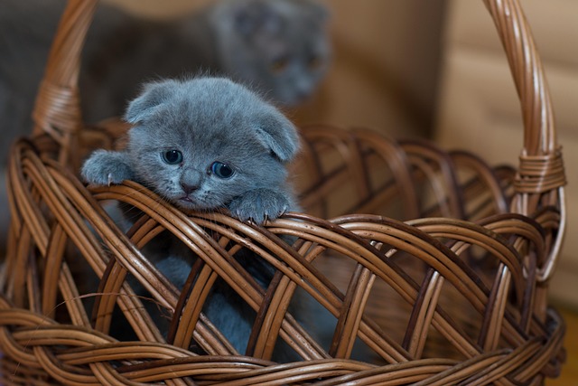 Cute Orange Cats