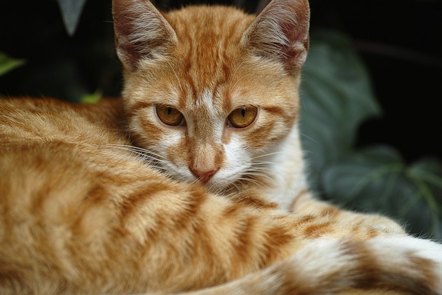 Cute Orange Cats