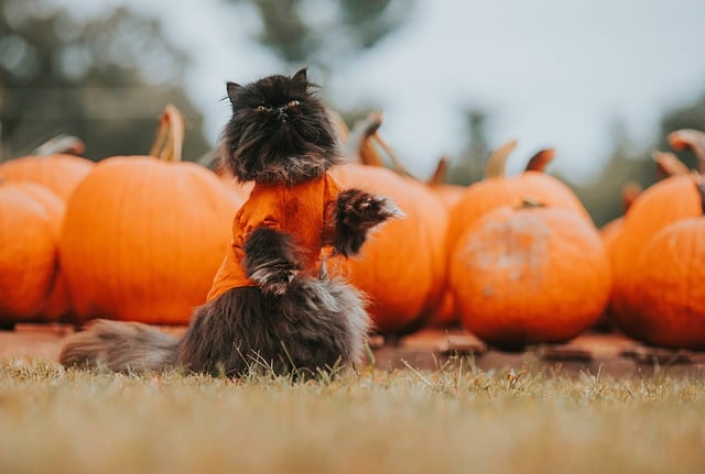 Cute Orange Cats