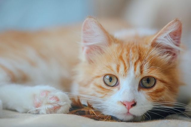 Unleashing Cuteness: Exploring Adorable Orange Tabby Cats