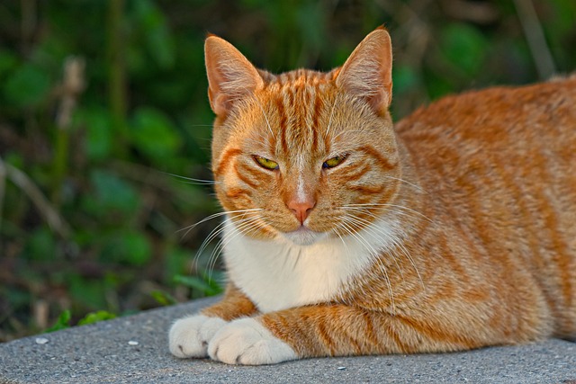 ginger-cats-640x480-26677070.jpeg