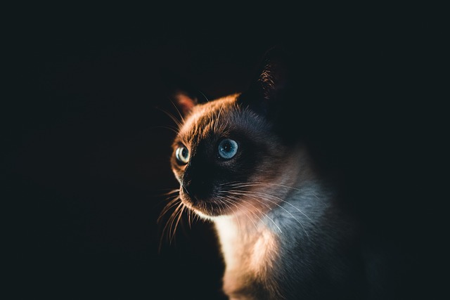 Ginger Cats