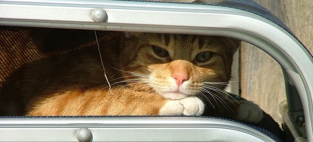 Ginger Cats